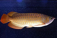 آروانای نقره ای ( Silver Arowana)