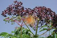 آقطی سیاه ( انگو کولی ) Elderberry 