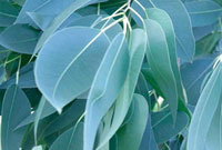 اکاليپتوس Eucalyptus