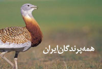 همه پرندگان ایران ( قسمت یازدهم )