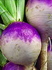 شلغم (TURNIP)