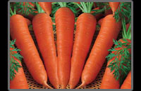 هویج و خواص دارویی آن (Carrot)