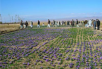 راهنمای کاشت زعفران (طلای سرخ ايران)