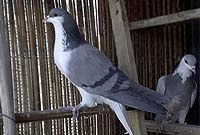 خانواده کبوتر (Family Columbidae) - پرندگان ایران