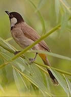 خانواده صعوه (Family Prunellidae)