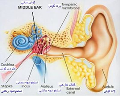 گوش چگونه مي‌شنود؟