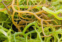 کاربردهاي Carrageenan در صنايع غذايي