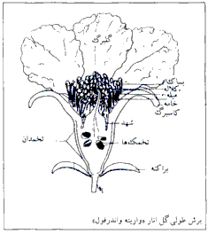 درخت انار و تاريخچه آن