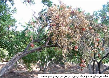 اقليم مناسب احداث باغ انار