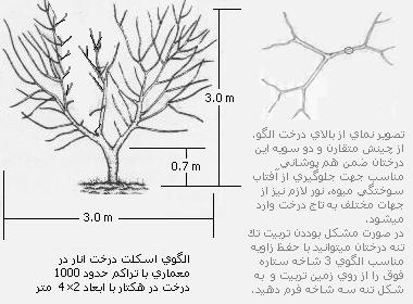 هرس و تربيت درختان انار