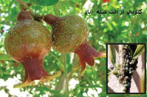 آفات انار(1)