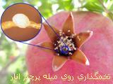 آفات انار(1)