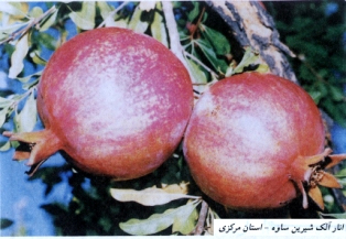 ارقام انار