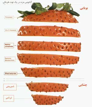 علم شناسايي انواع مزه