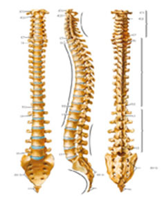 ستون فقرات ؛ محل سکونت 24 استخوان 
