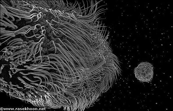 تصاویر نانویی از کوچکترین جانداران زنده روی زمین 