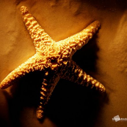 تصاویر برگزیده راسخون