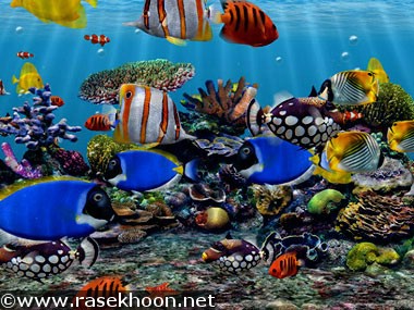 اسکرین سیور 3D Fish School Screensaver 4.7