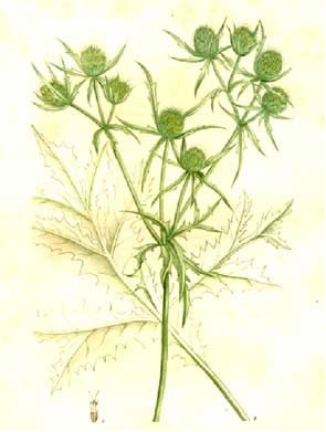 روغن های معطر چگونه عمل می کنند؟