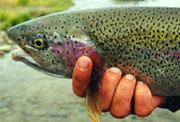 ماهي چرا بو مي‌دهد؟