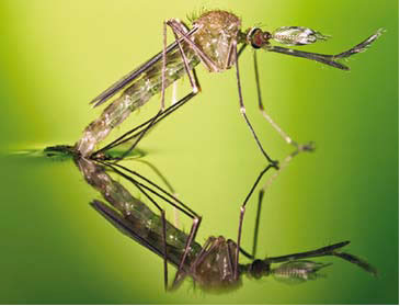 چگونه حشرات روي آب مي‌ايستند؟