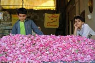 اثرات مفید گلاب در سلامتی بدن