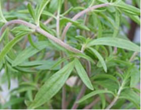 خواص مرزه