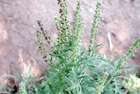 جزر و خله شيطاني