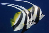 انجماداسپرم،کاربردوروش انجام آن درماهيان