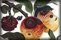 ميوه مسموم غربي