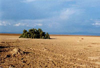 کویر دق سرخ 