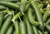 نسخه هاي شفا بخش خيار