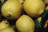 نسخه هاي شفا بخش بالنگ