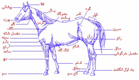 اسب ، دوست دیرین انسان(1)