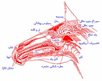 اسب ، دوست دیرین انسان(1)