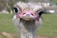 شترمرغ ، گوسفند پرنده