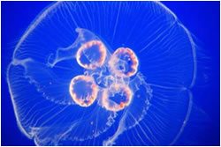 موجودات شب تاب ( bioluminescent)