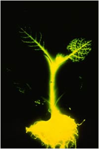 موجودات شب تاب ( bioluminescent)