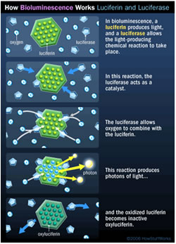 موجودات شب تاب ( bioluminescent)