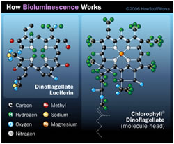 موجودات شب تاب ( bioluminescent)