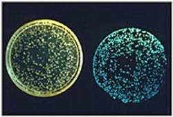 موجودات شب تاب ( bioluminescent)