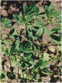 سبزیجات ، هرچه بیشتر بهتر