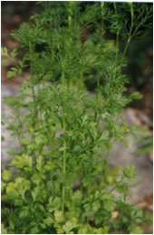 سبزیجات ، هرچه بیشتر بهتر