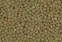 عدس ، مرهم زخم ها