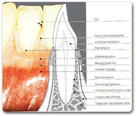همه چیز در مورد دندانپزشکی