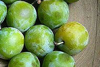 کمپوت گوجه سبز