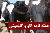 هفته نامه گاو و گاوميش