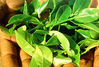 تاریخچه چای 