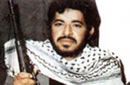 پرستوی عاشق