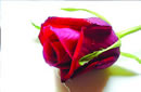 جادوی کلمات 